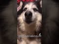Говорящий пёс