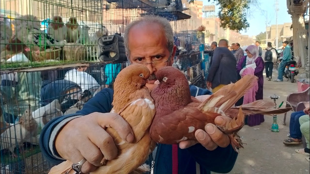 عودة ملك الغية!💥 عم هاني رجع سوق السيدة عائشة بأقوى حمام غزار وزينة 🔥وللتواصل مع عم هانى 01001044693