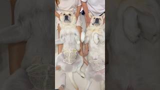 제일 부러운 상팔자들…🐶🐶 #강아지일상 #형제견 #동배 #강아지도가족입니다