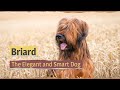 Briard – The Elegant and Smart Dog の動画、YouTube動画。