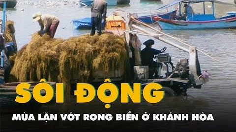 Sôi động mùa lặn vớt rong biển ở Khánh Hòa