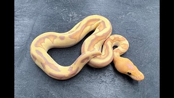 Did we hit on another G Stripe Clown?  Egg-cutting to find out!