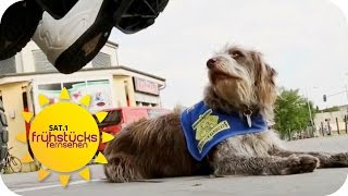 Klügster Hund Deutschlands! | SAT.1 Frühstücksfernsehen