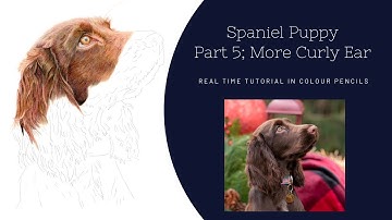 How to Draw a Realistic Spaniel in Colour Pencils | Real Time Tutorial | Part 5 More Curly Ear