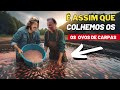 Os peixes no param de soltar ovos desova de carpas koi