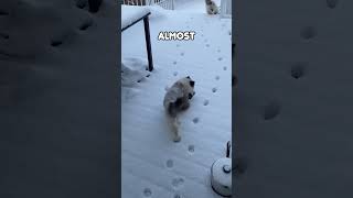 Cat Walking On Snow