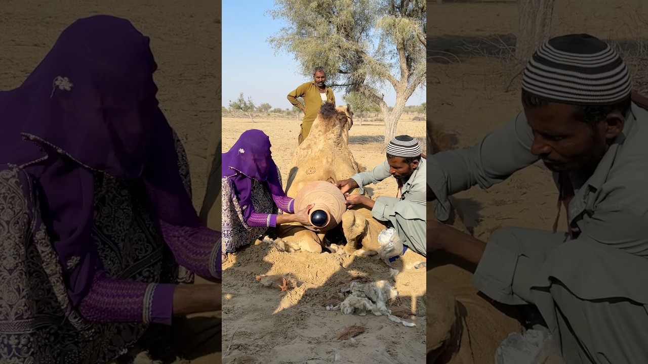 Unique Way to Protect a Camel from Extreme Heat! 🐪🔥 