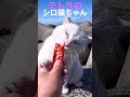 両手掴みが可愛い過ぎる孤独なテトラのシロ猫ちゃん💕#cat #shorts #野良猫