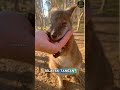 POV: Baby Kangaroo Grabs Her Hand While Eating Seeds | Anak Kanguru Pegang Tangan Saat Makan Biji