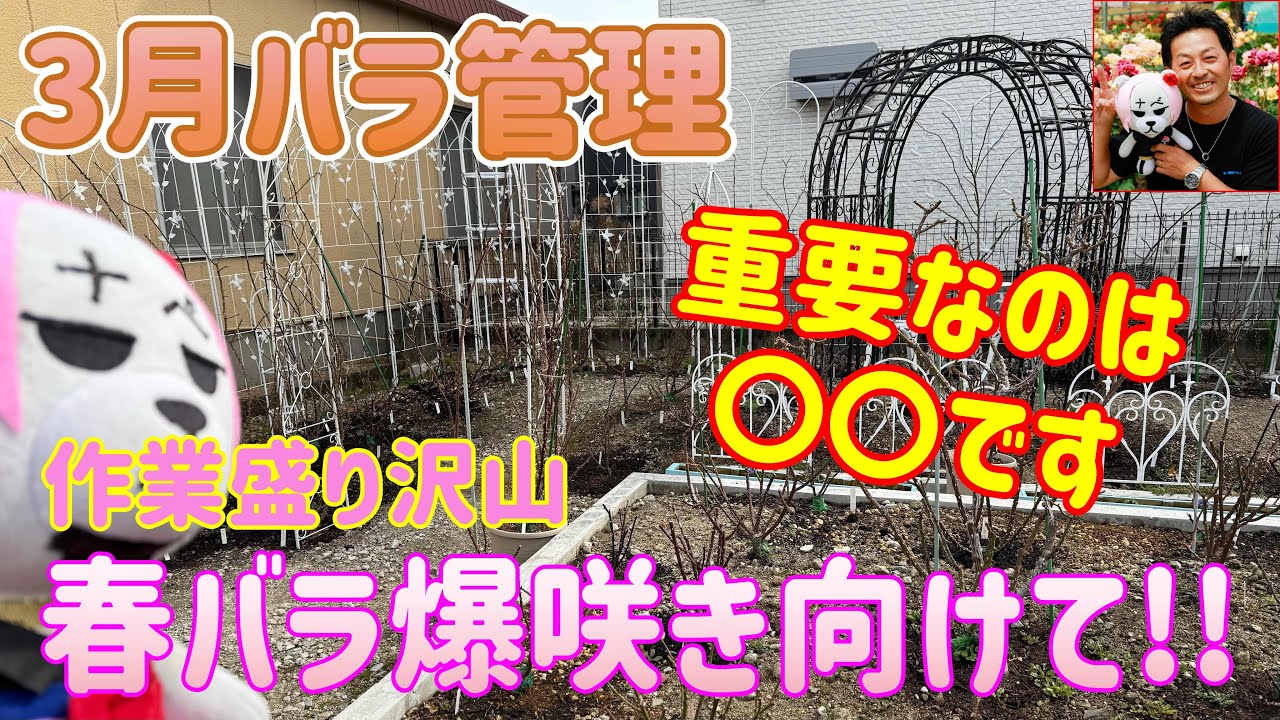重要なのは〇〇‼️【3月バラ管理】春バラ爆咲きさせましょう🌹
