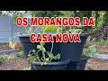 PLANTANDO A TORRE DE MORANGOS NA CASA NOVA