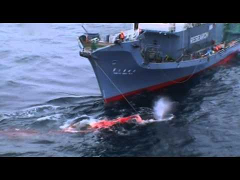 Wideo: Na Wybrzeżu Anglii Wieloryby Rzuciły Się - Alternatywny Widok