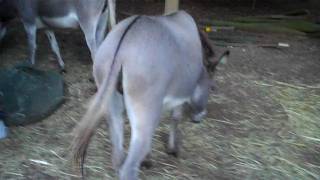 Donkey Show Real Video