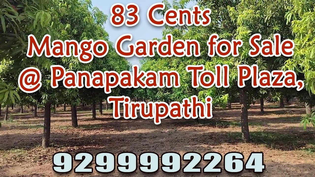 83 Cents Mango Garden For Sale Panapakam Toll Plaza Tirupathi YouTube 83-cents-mango-garden-for-sale-panapakam-toll-plaza-tirupathi-youtube