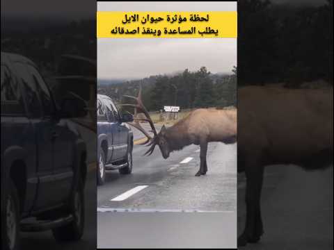لحظة مؤثرة حيوان يطلب المساعدة وينقذ اصدقائه