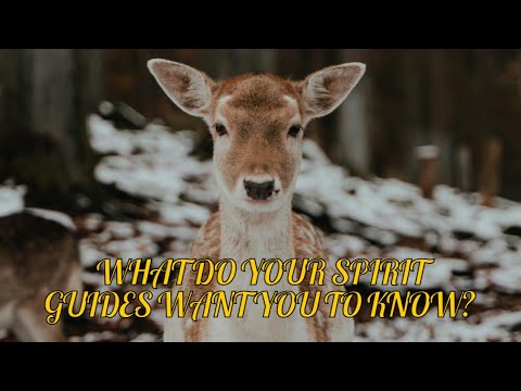 ALL SIGNS 👀 - WHAT DO YOUR SPIRIT GUIDES 🔮 WANT YOU TO KNOW FOR LOVE ...