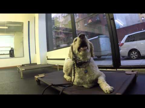 Remote collar training (finding the dogs initial level)