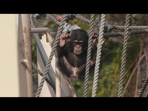 Kazuki begins playing alone Higashiyama Zoo Chimpanzee 202601