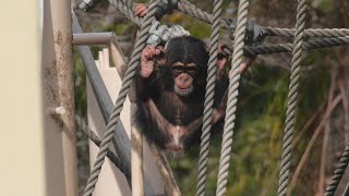 Kazuki begins playing alone Higashiyama Zoo Chimpanzee 202601