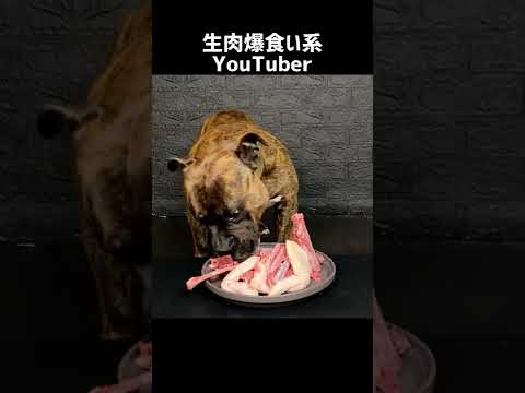【大食い犬ASMR】パパからもらった生肉を爆食いする愛犬 MUKBANG Dog eats raw meat bones　#shorts