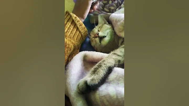 Video 7175541: cat loves sleeping, funny cat sleeping