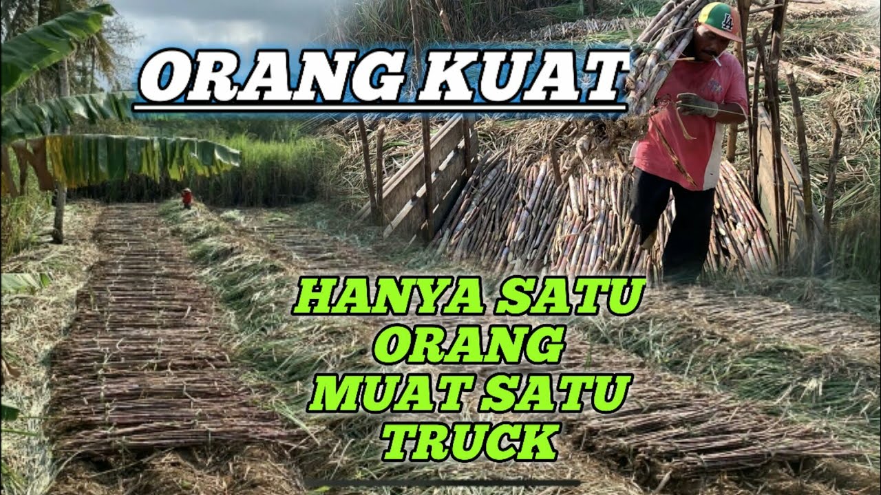 Kerja keras bapak ini muat tebu hanya seorang diri