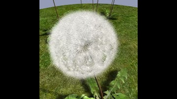Dandelion 3D model from CGTrader.com