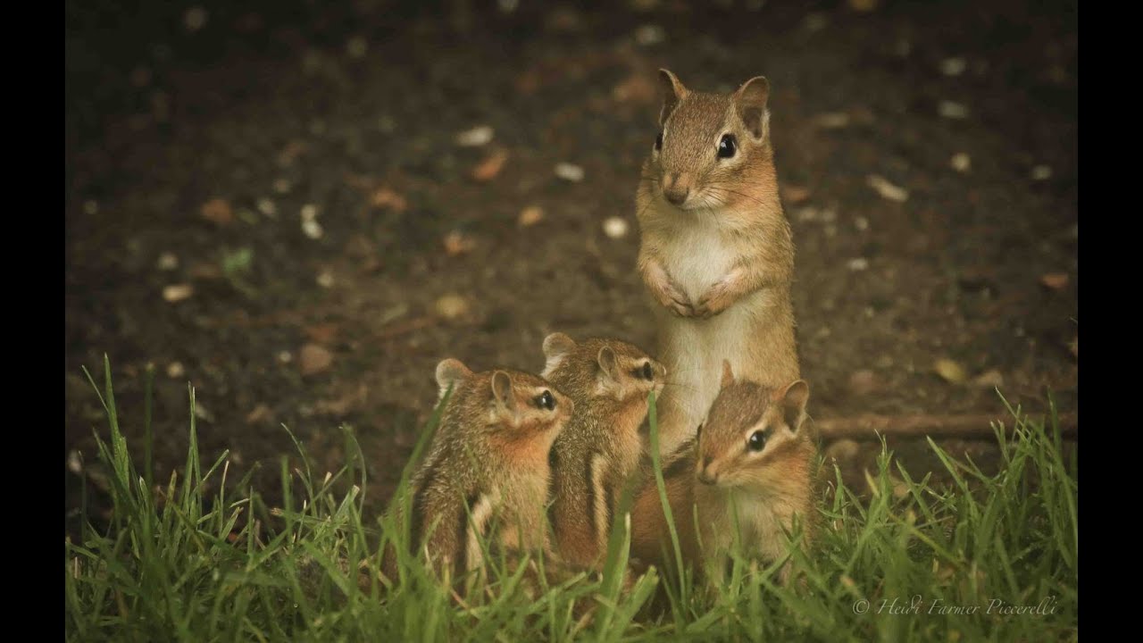 Chippy Has Babies! - YouTube