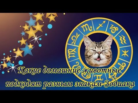 КАКИЕ ДОМАШНИЕ ЖИВОТНЫЕ ПОДХОДЯТ РАЗНЫМ ЗНАКАМ ЗОДИАКА