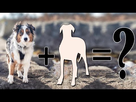 Top 10 Fanciful Australian Shepherd Cross Breeds | Australian Shepherd mix breeds