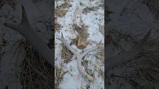 Petrified log/Shed find #antler #nature #birds #petrifiedwood