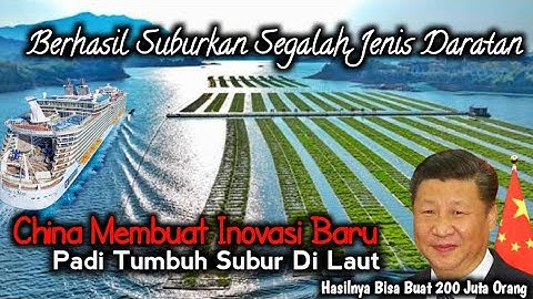 Inovasi Terbaru China! Tanam Padi Di laut Hasilnya Bisa Buat 200 Juta Orang