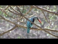 Birds of northern South Africa part 2