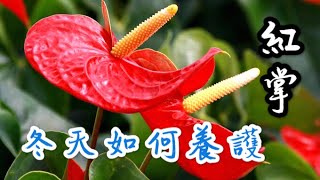 【天天小花農】冬季養紅掌，減少黃葉及落葉，靠這2招