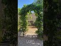 Thompson Grapes (grape vine trellis idea)