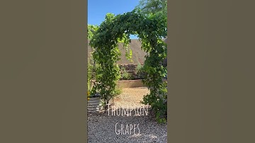 Thompson Grapes (grape vine trellis idea)