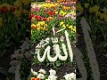 Ina garden of flowers,the name of Allaha beautiful symbol of peace and serenity touching every heart