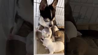 NEWBORN CHIHUAHUA PUPPIES | Adorable moments of the strong and chubby 3 weeks old baby puppies