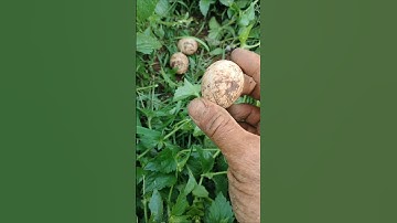 bắt được ổ trứng gà rừng trên dẫy cà phê#shots