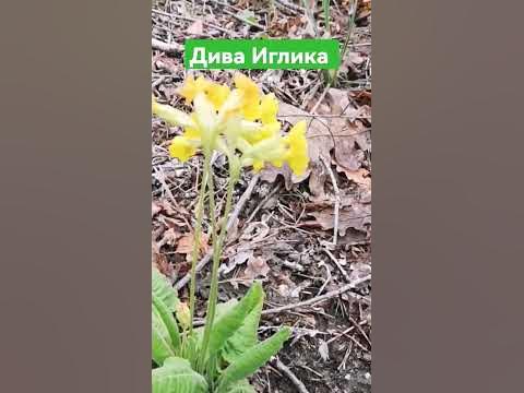 Дива Иглика - YouTube