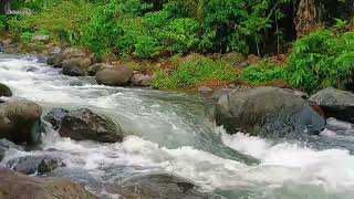 River Sounds Around Peaceful Forest  Nature Sounds, ASMR, Nature Sounds for Sleeping