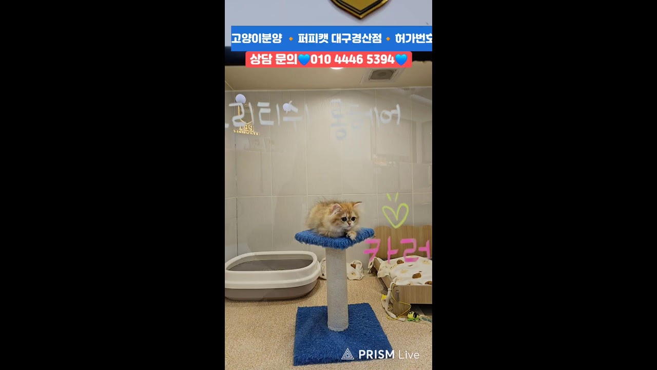 강아지분양💙고양이분양🔸️ 퍼피캣 대구경산점🔸️