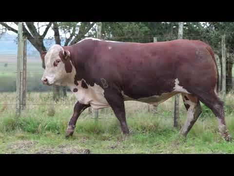 LOTE 12   TAT  N156