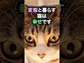 ↑詳細は上の▶︎をタップ👆幸せな猫が暮らす家に必ずあるもの8選を獣医師が解説します
