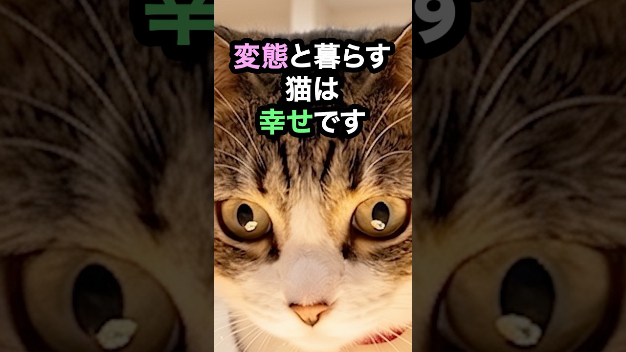 ↑詳細は上の▶︎をタップ👆幸せな猫が暮らす家に必ずあるもの8選を獣医師が解説します