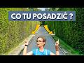Co sadzić obok żywopłotu z tuji? Nie popełniaj tego błędu!