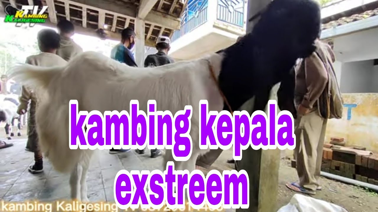 KAMBING BETINA  MEWAH SEHARGA 40 JUTA