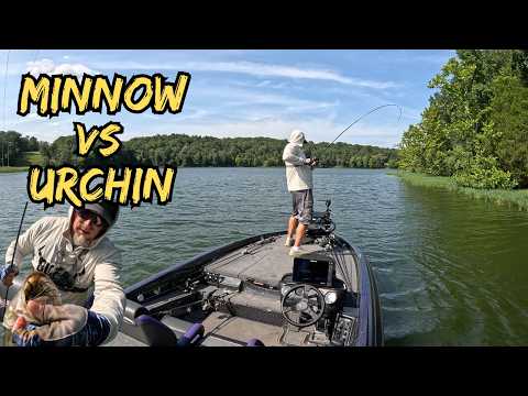JIGHEAD MINNOW Vs URCHIN BAIT (LiveScope Footage) Which One Is Best