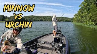 JIGHEAD MINNOW Vs URCHIN BAIT (LiveScope Footage) Which One Is Best screenshot 4