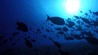 阿帕塔基環礁的水下世界 Apataki Atoll under the sea